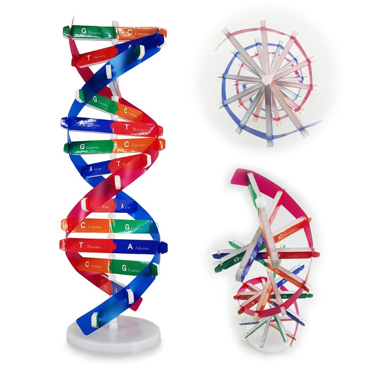 DNA모형(이중나선)만들기