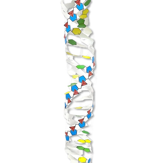 풀 없이 만드는 DNA