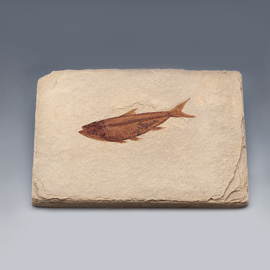 물고기화석(Bony Fish-와이오밍-전시용화석)-CX5527