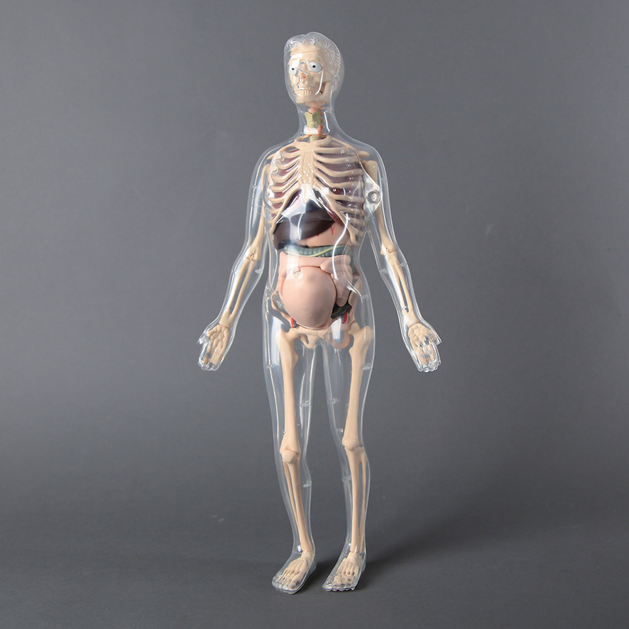 인체골격+인체해부모형키트-CX6064