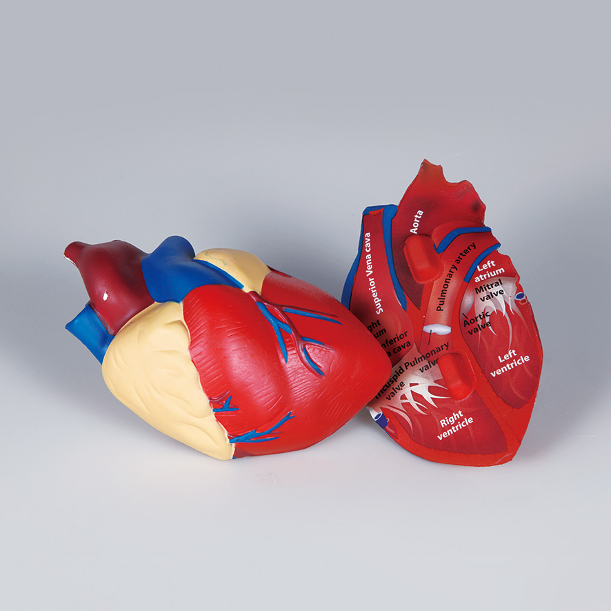 심장 구조모형(단면)-CX6140
