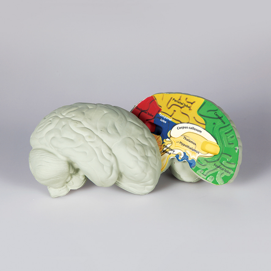 뇌의 구조모형(단면)-CX6142