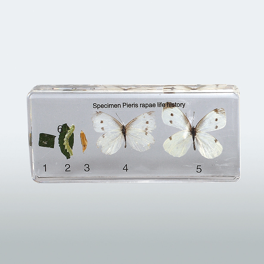 배추 흰나비 한살이 표본-CX6147