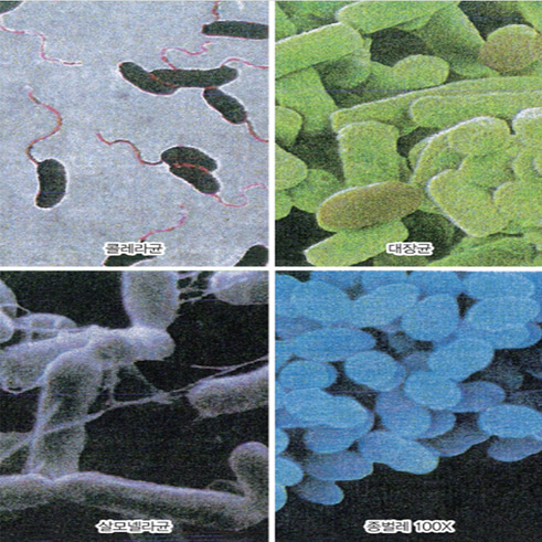 여러가지 세균(4종1조)-CX6193