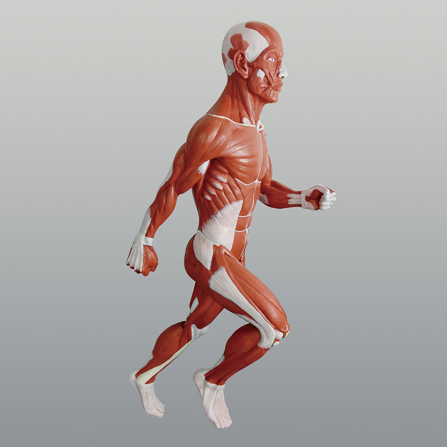 인체 근육전신모형(고무재질)-KSIC6195