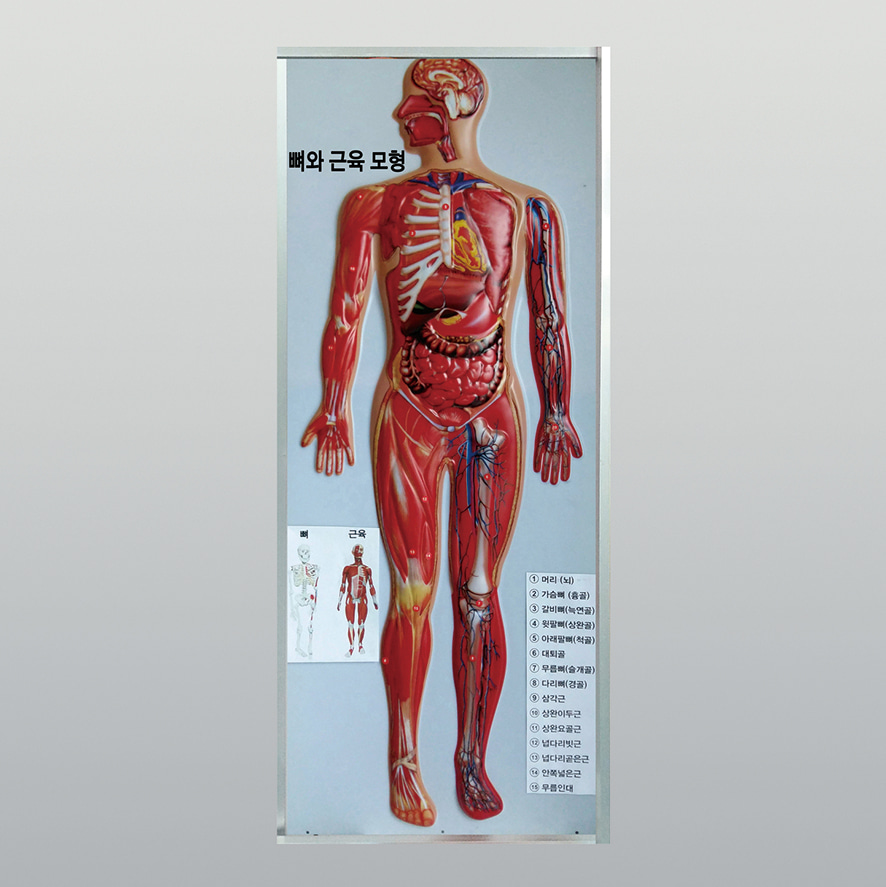 인체 뼈와근육모형(새교과서용)-KSIC6196