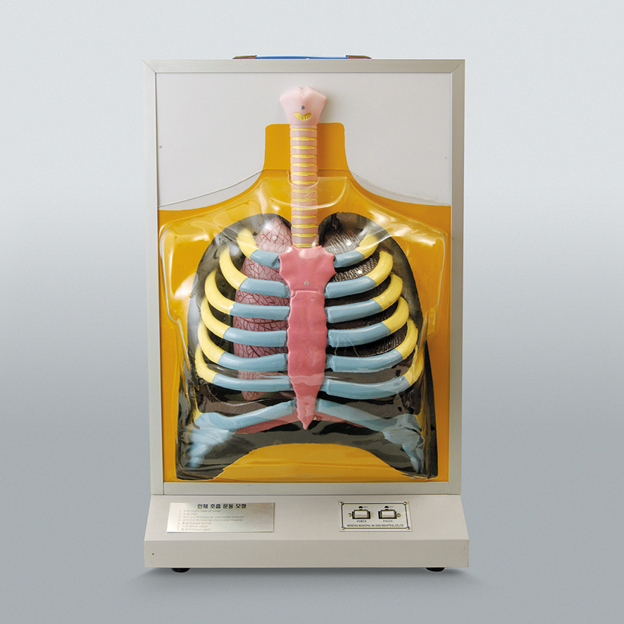 인체호흡운동모형-CX6202