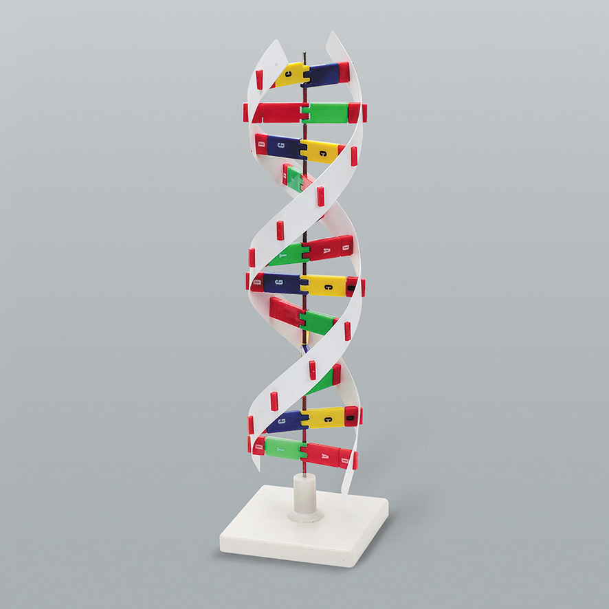 DNA모형 D형-CX6213