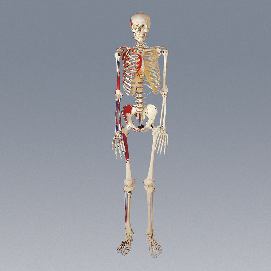인체골격모형(색체)-CX6231