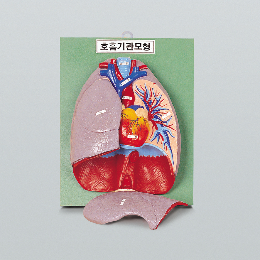 호흡기관모형-KSIC6257