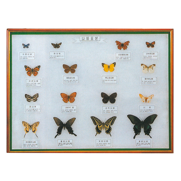 나비표본-CX6417