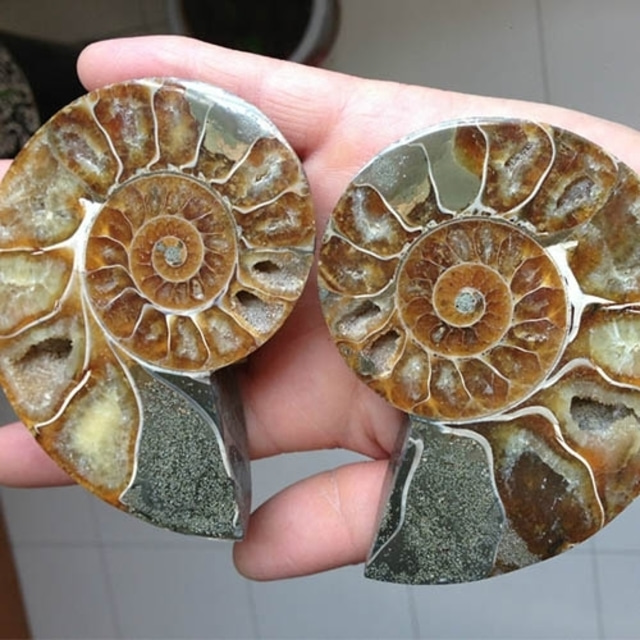 암모나이트 화석 2개 set