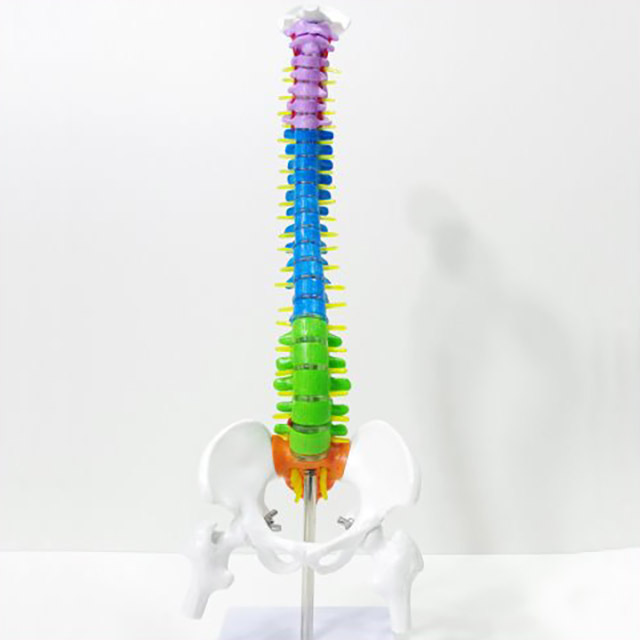 인체 컬러 골반 척추모형(45cm)R-DTS